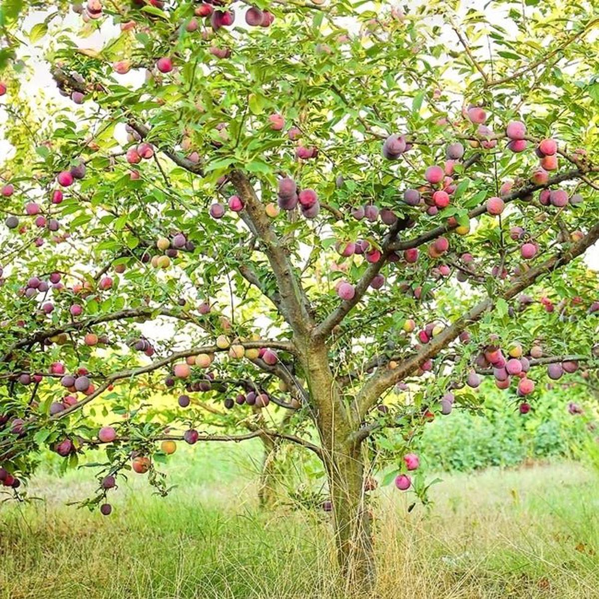 Plum Damson