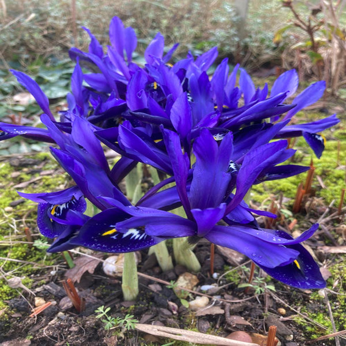 IRIS ‘HARMONY’