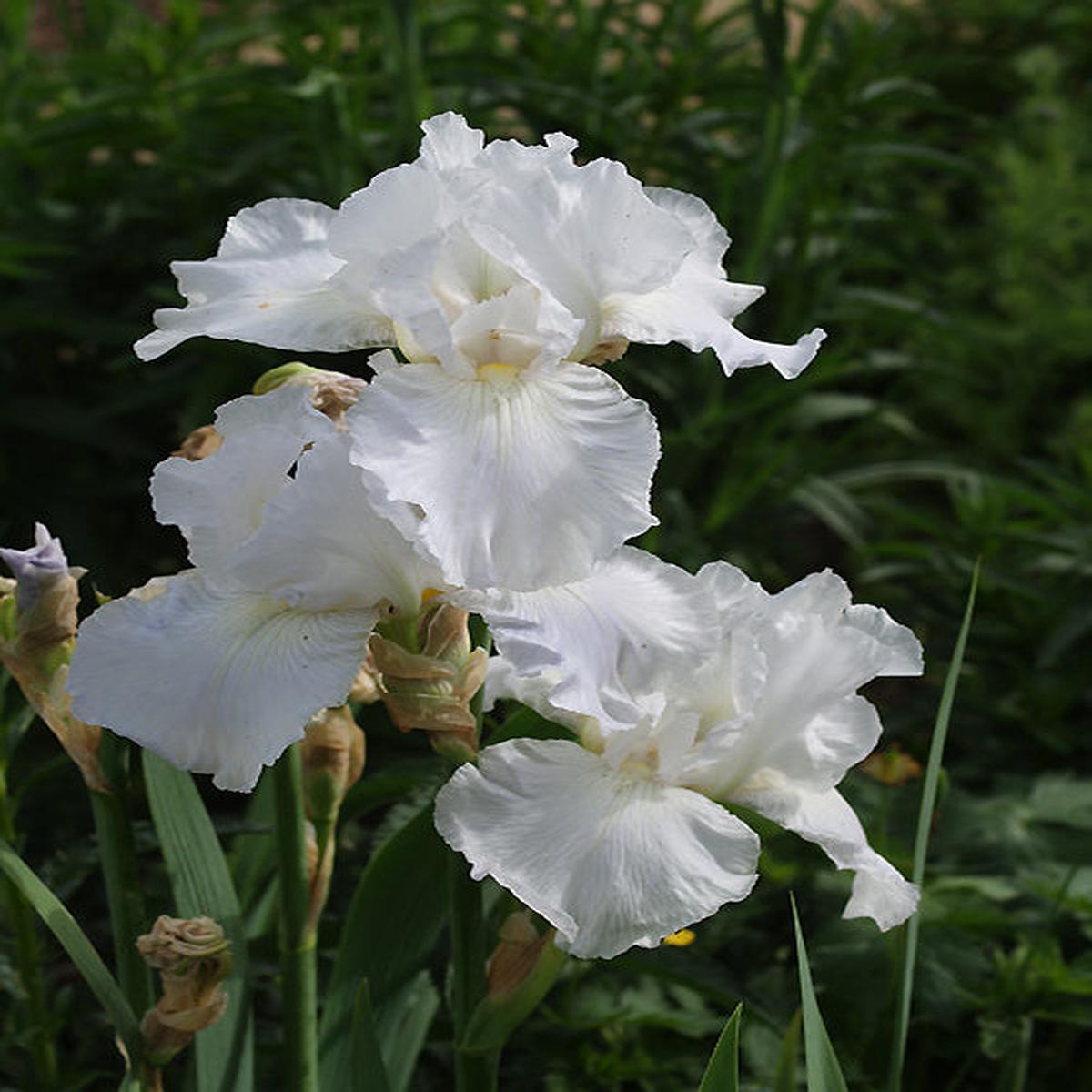 IRIS ‘IMMORTALITY’