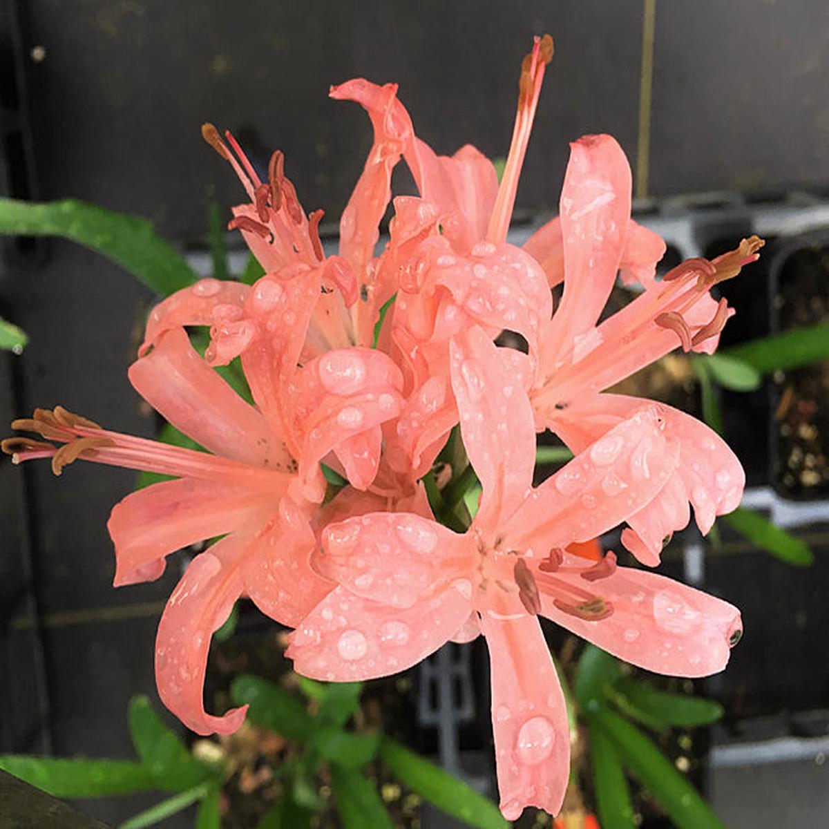 NERINE ‘OTHELLO’