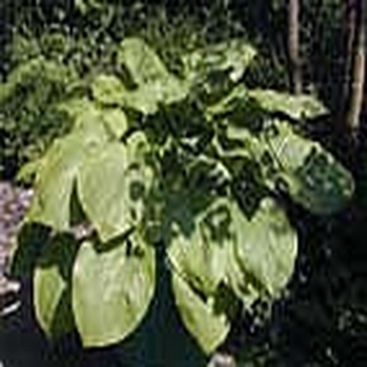 HOSTA ‘SUM AND SUBSTANCE’