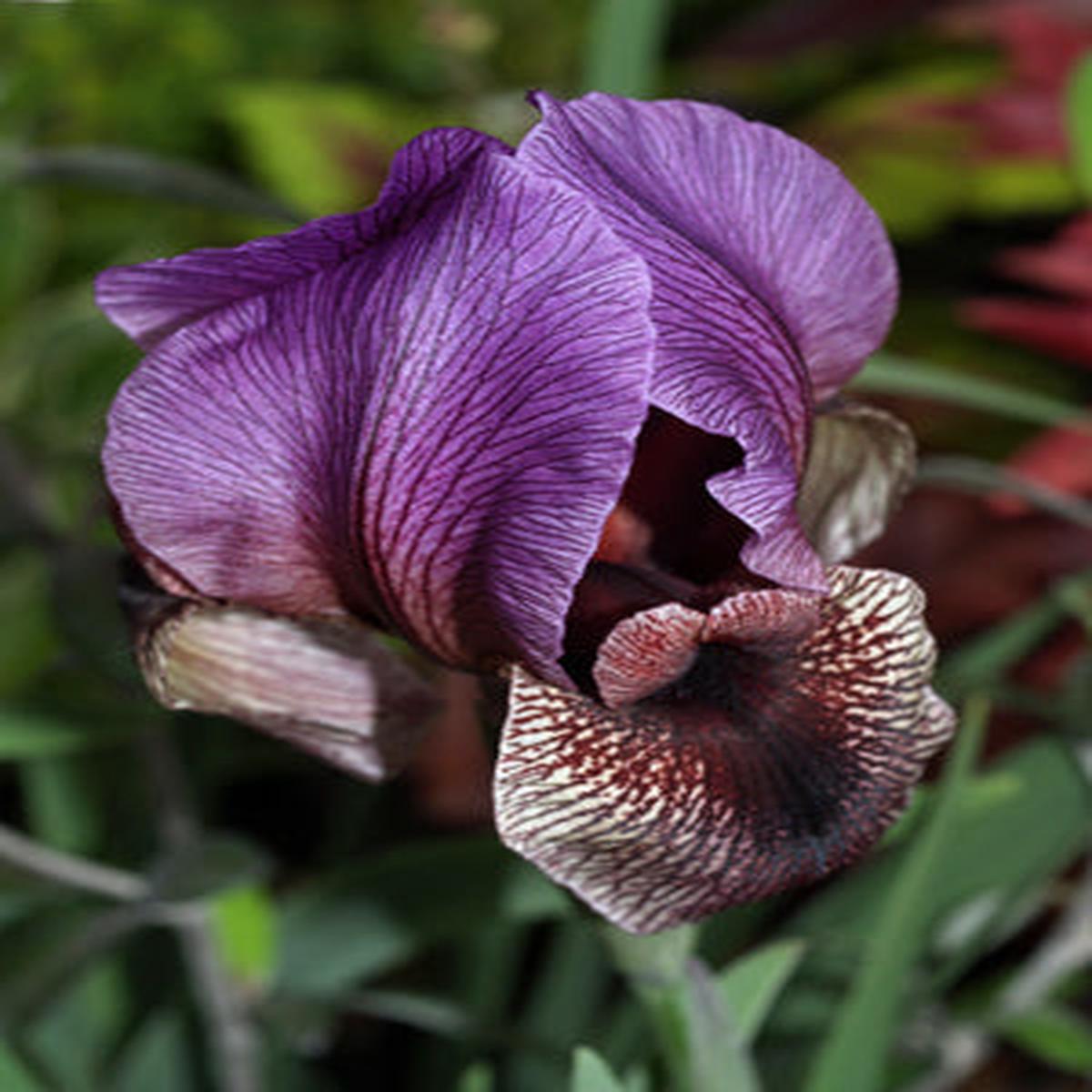 IRIS ‘DARDANUS’