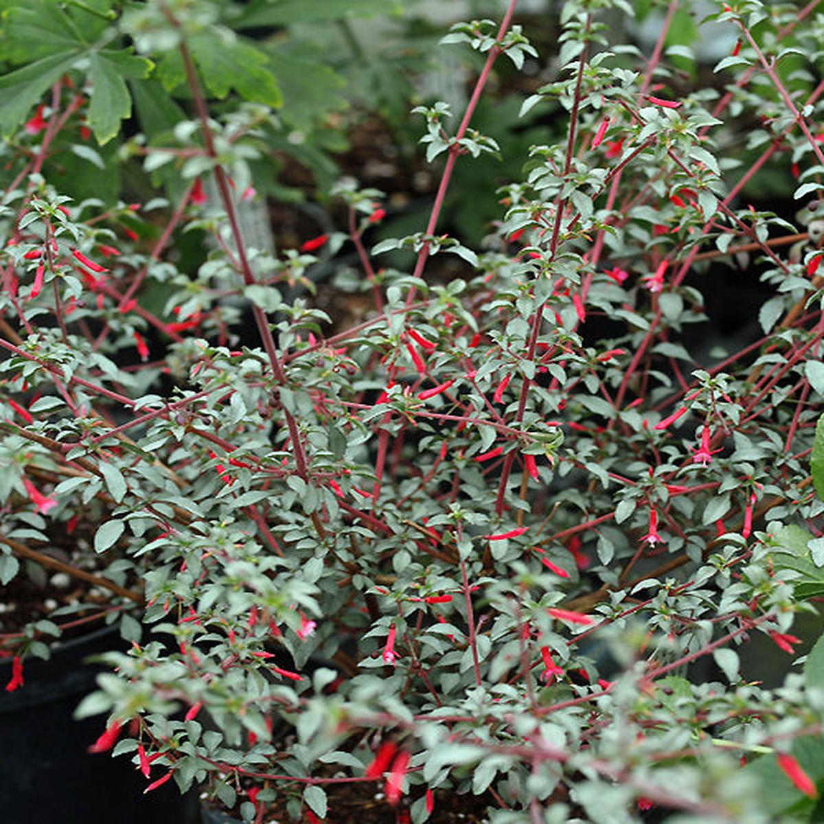 FUCHSIA MICROPHYLLA ‘SILVER LINING’