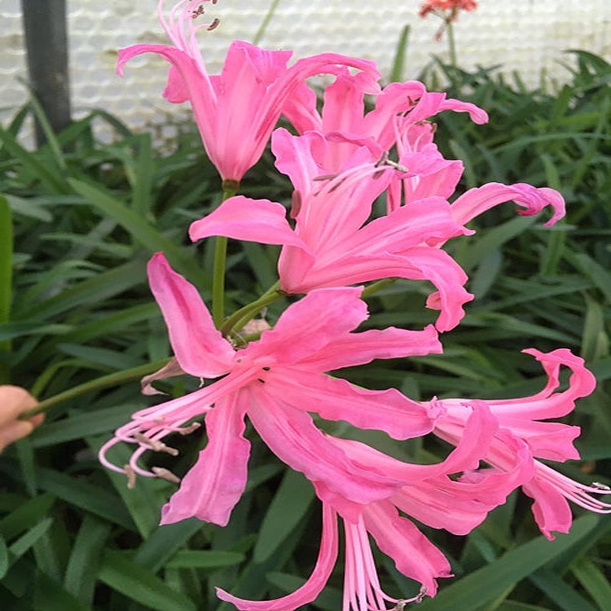 NERINE ‘FIRELIGHT’