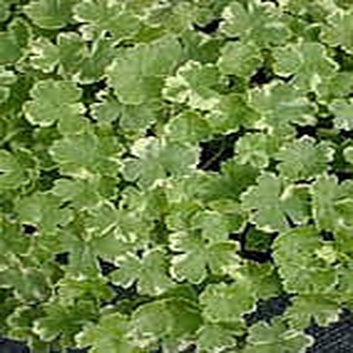 HYDROCOTLE SIBTHORPIOIDES VARIEGATA