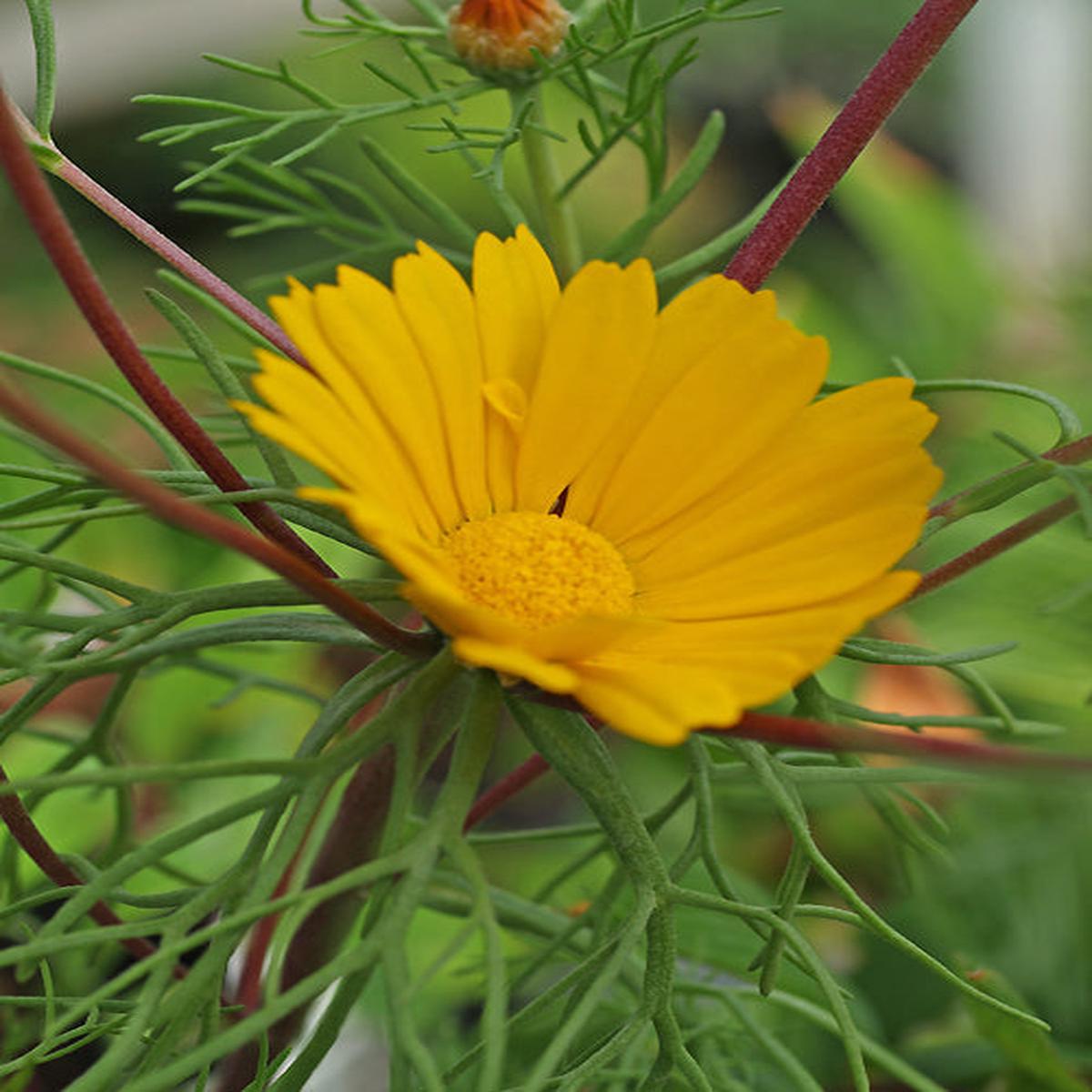 CLADANTHUS ARABICUS