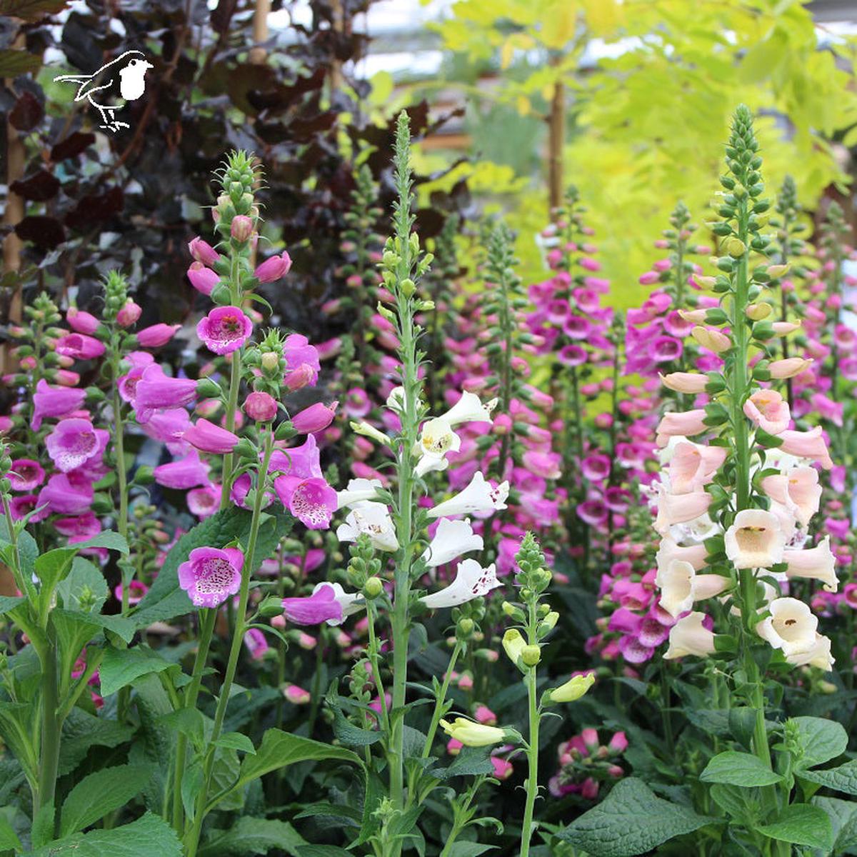 Digitalis mix
