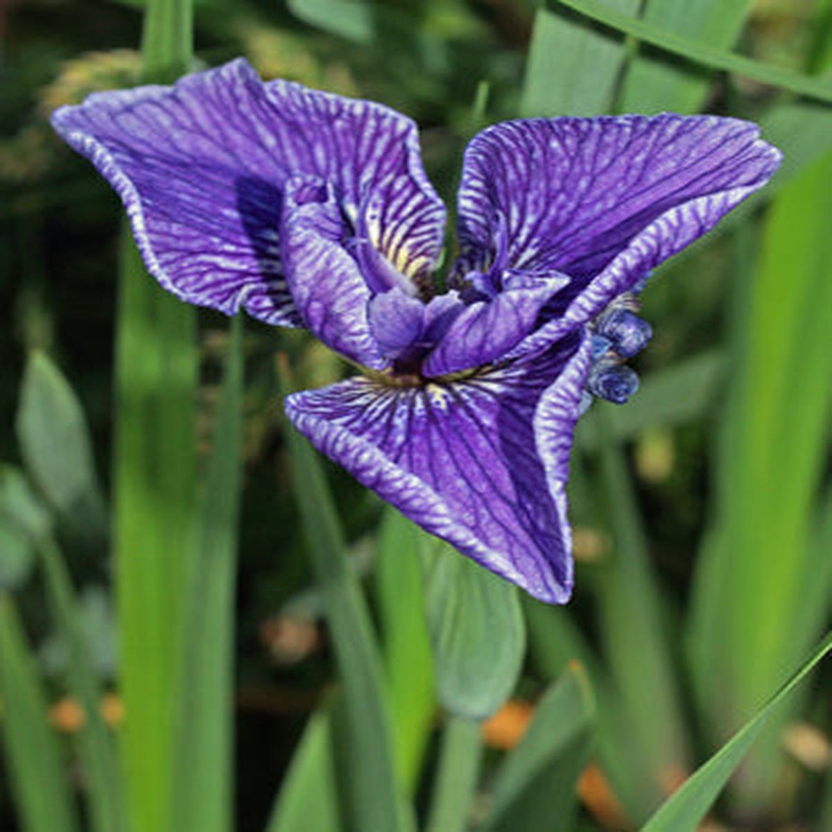 IRIS HOOKERI