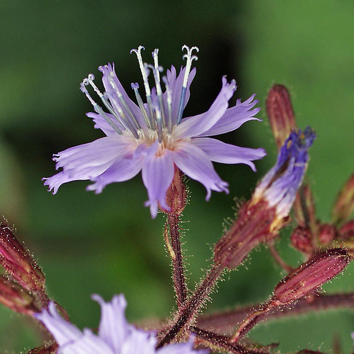 LACTUCA MACROPHYLLA