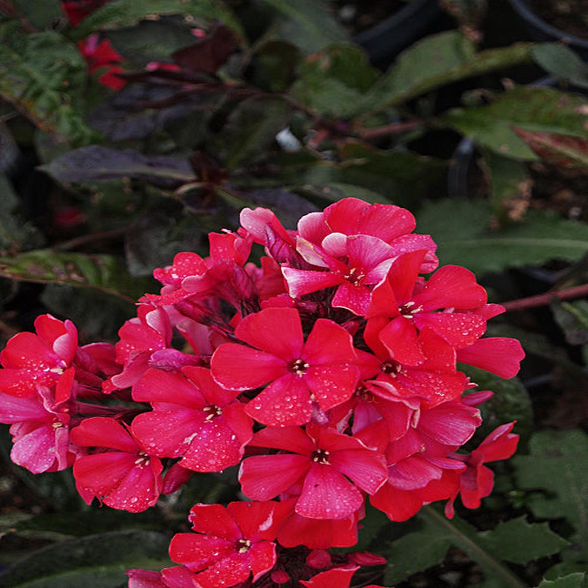 PHLOX PANICULATA ‘STARFIRE’