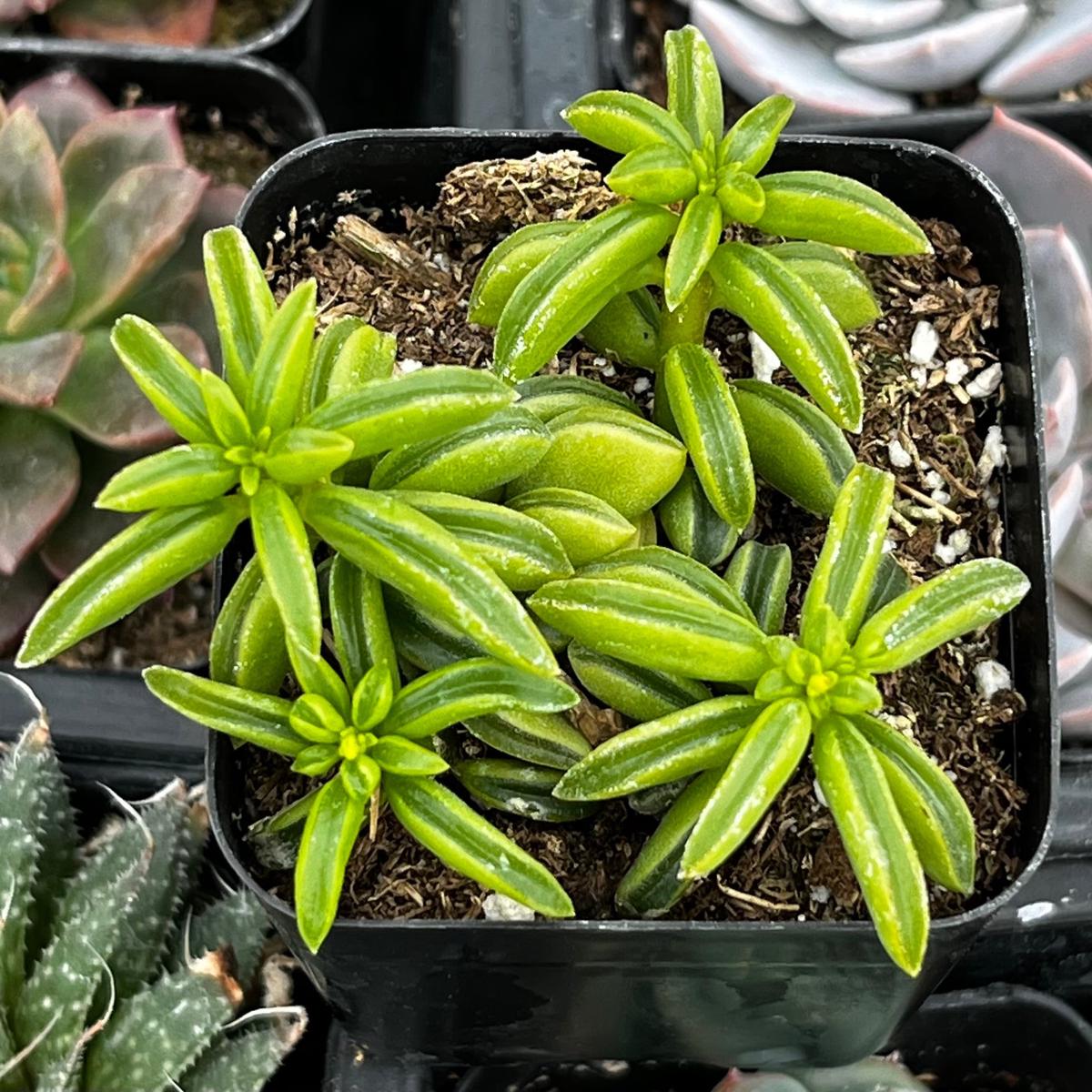 Taco Leaf Peperomia