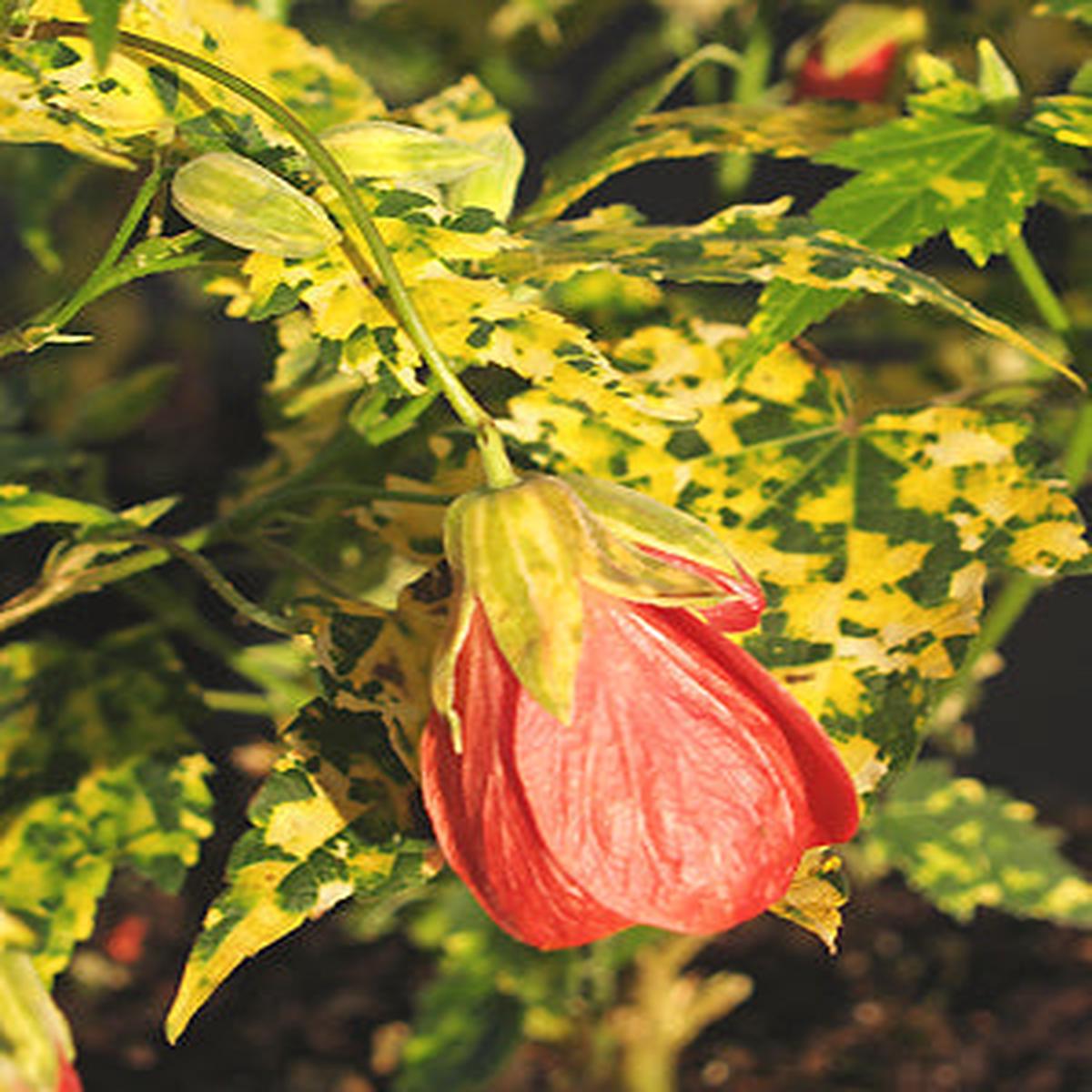 ABUTILON ‘CANNINGTON CAROL’