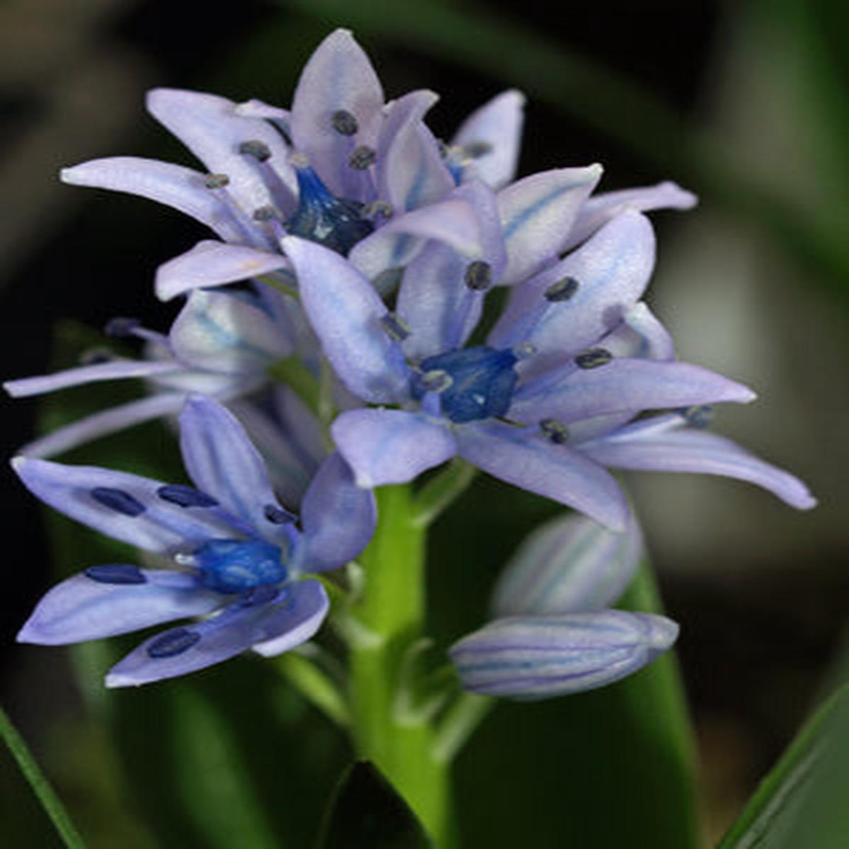 SCILLA LINGULATA