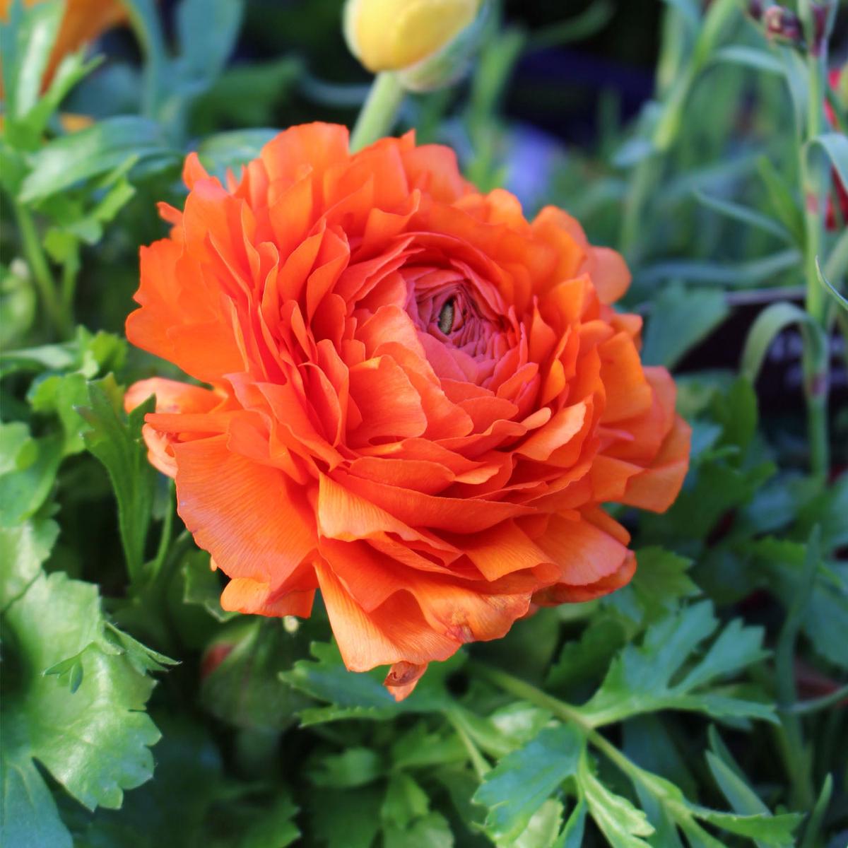 Ranunculus Vortex Orange Improved 2L