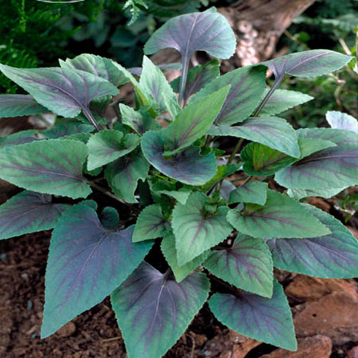 VIOLA ‘MARS’