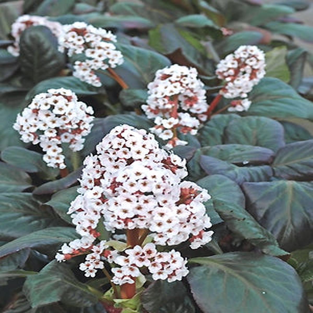 BERGENIA ‘BACH’