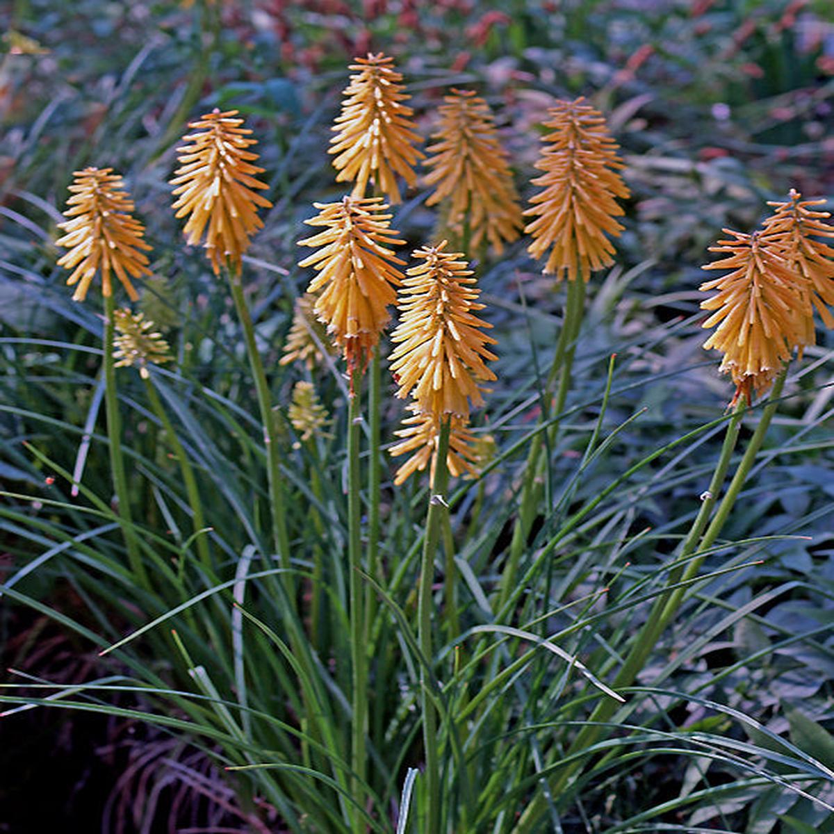 KNIPHOFIA ‘BRESSINGHAM SUNBEAM’