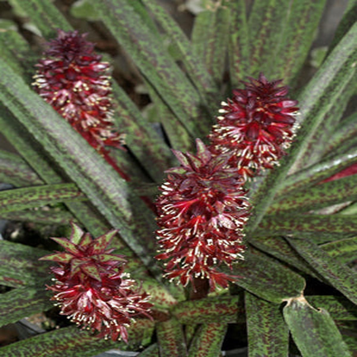 EUCOMIS VANDERMERWEI ‘OCTOPUS’