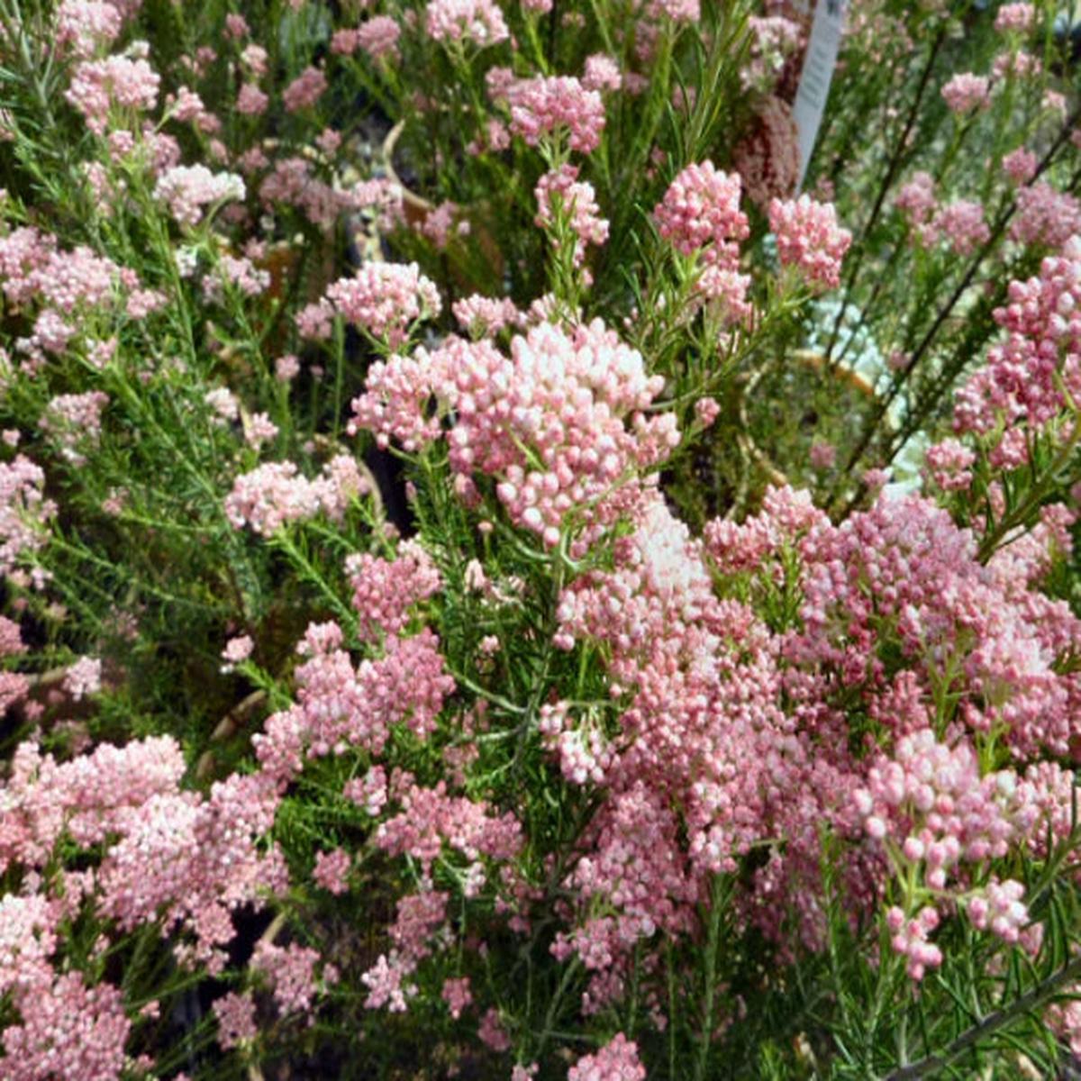 Ozothamnus Red Gingham