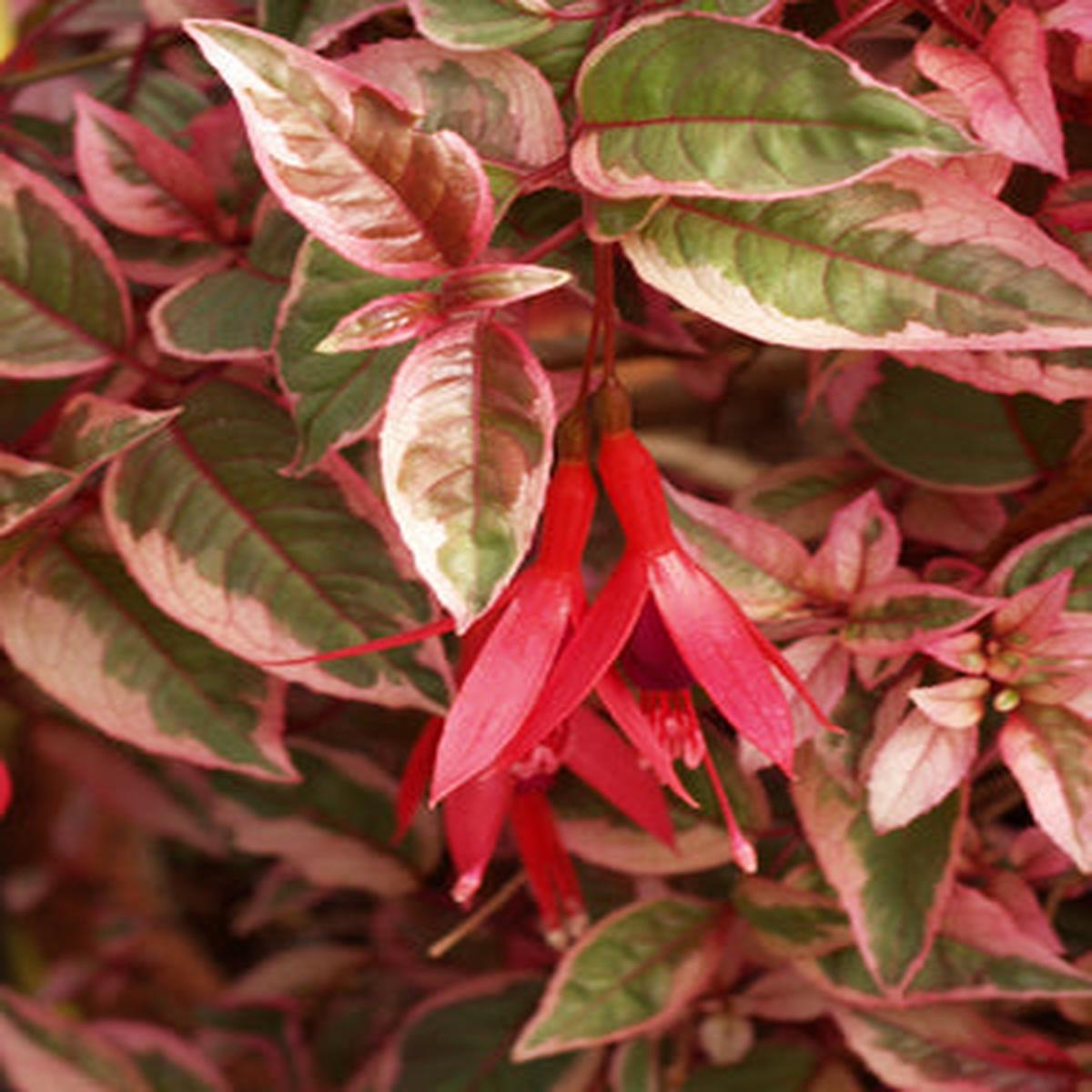 FUCHSIA ‘TOM WEST’