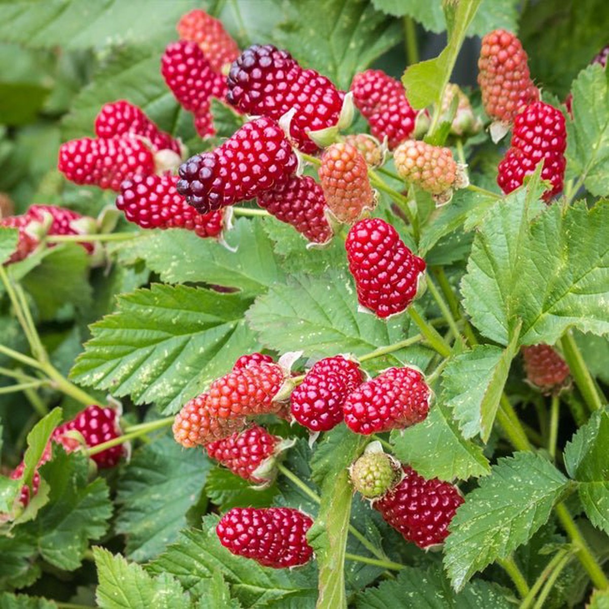 Loganberry