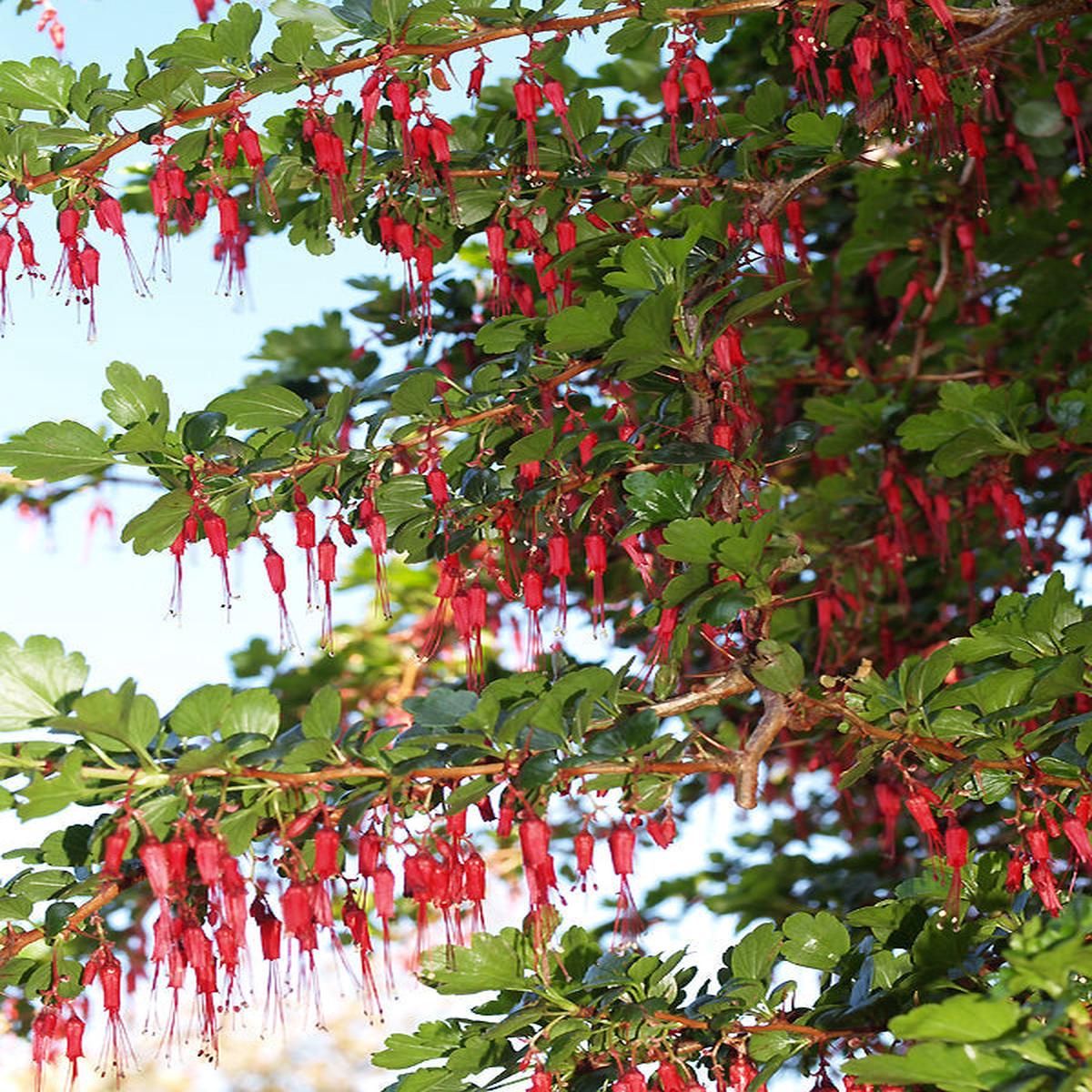 RIBES SPECIOSUM