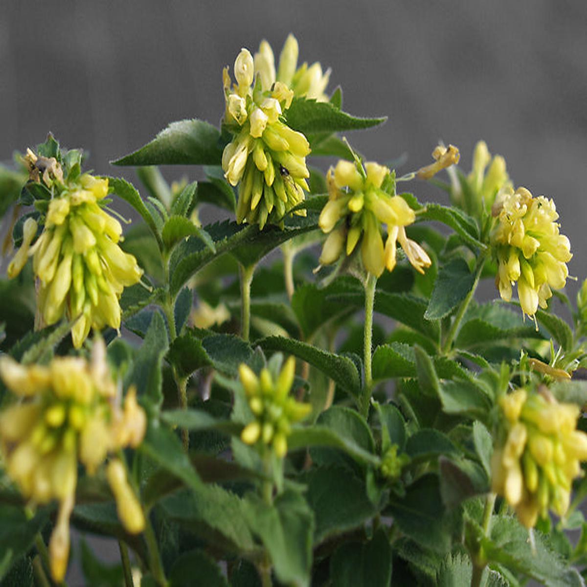 VERONICA LUTEA