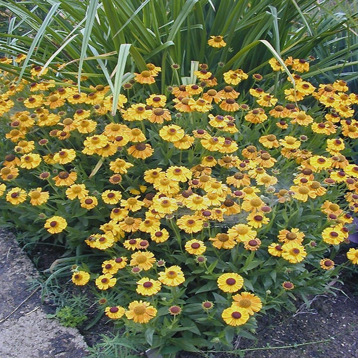 HELENIUM ‘GOLDFUCHS’