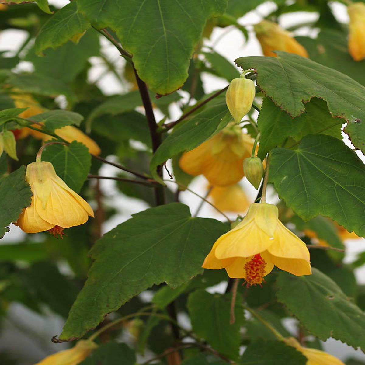 ABUTILON ‘WALTZ’