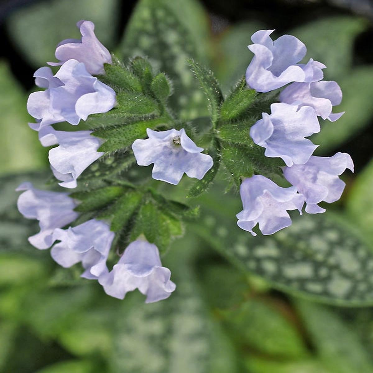 PULMONARIA ‘OPAL’