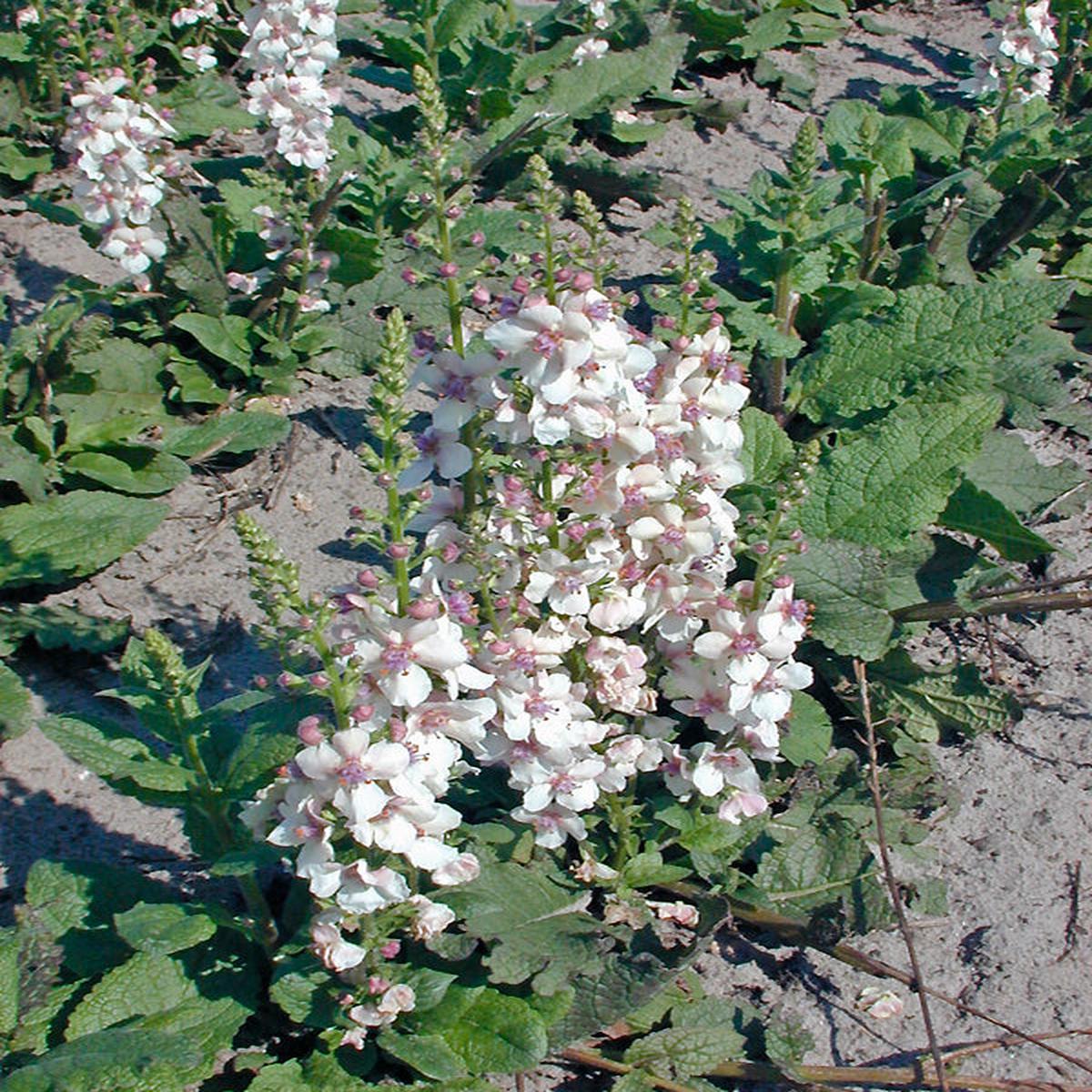 VERBASCUM ‘RASPBERRY RIPPLE’