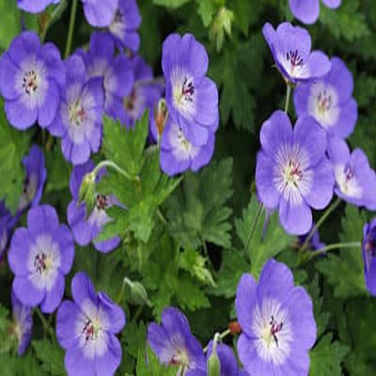 GERANIUM ‘ROZANNE’