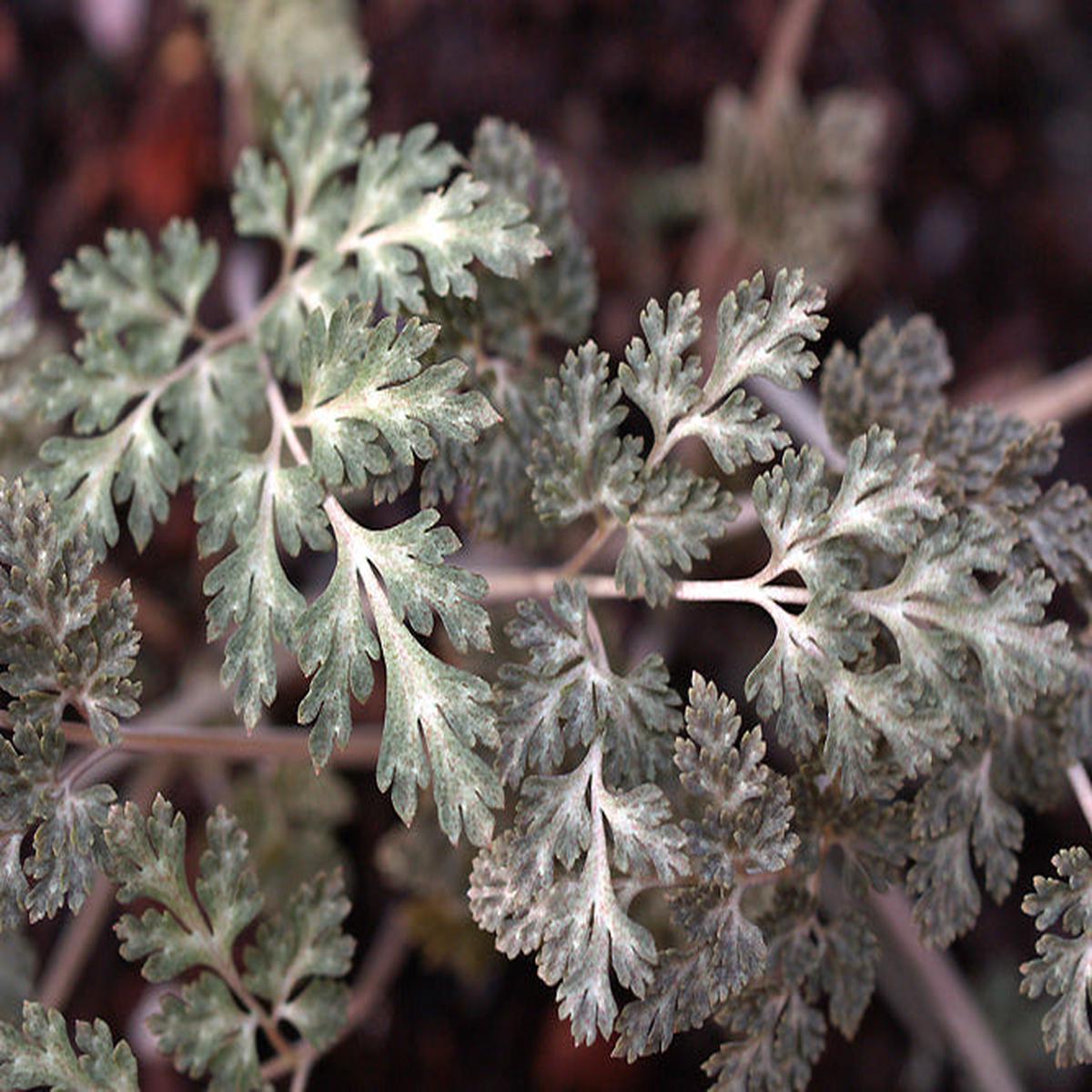 CORYDALIS SP.