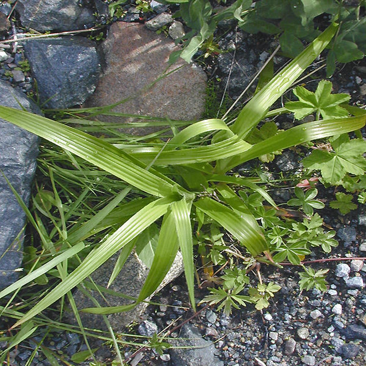 LUZULA SYLVATICA pleated