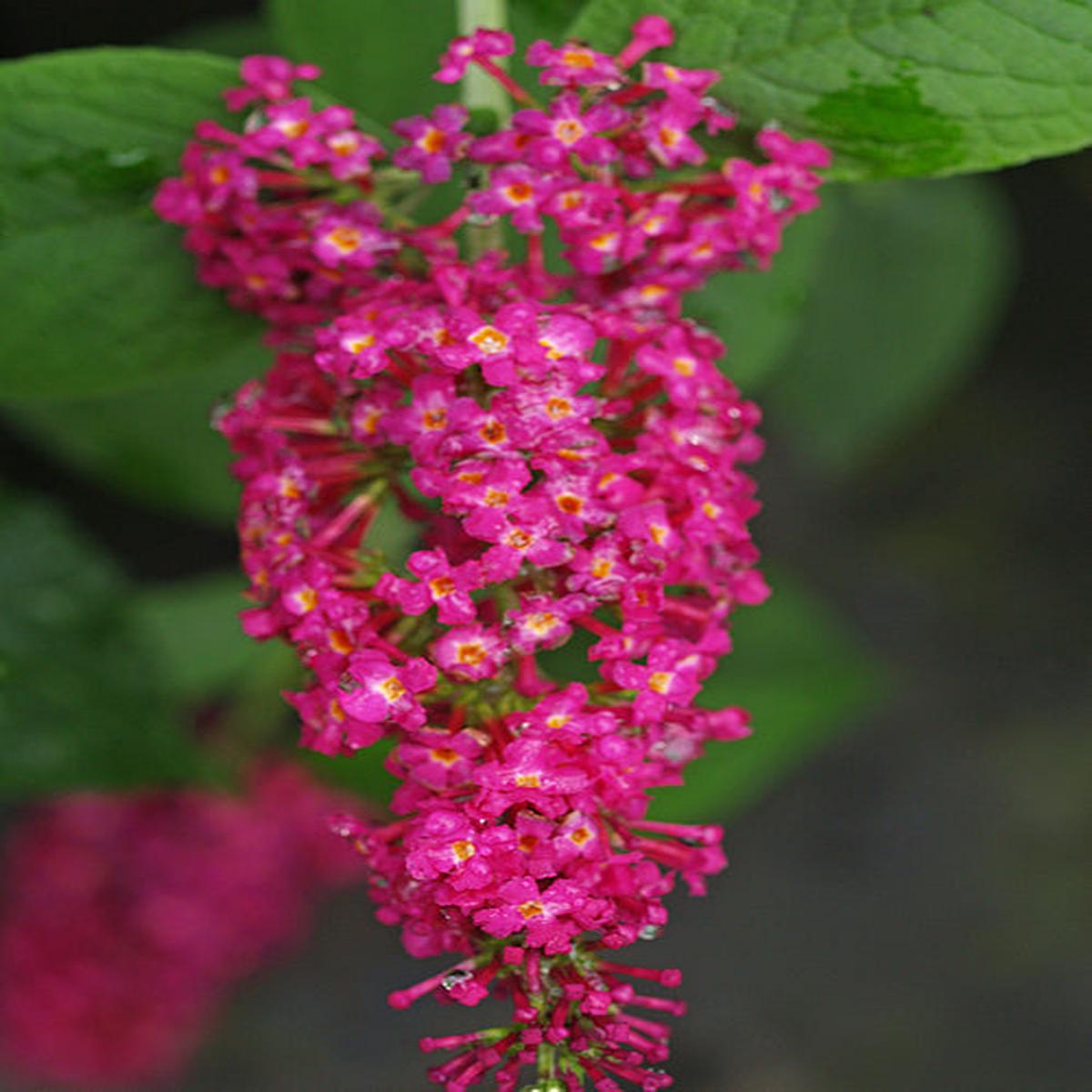 BUDDLEJA ‘MISS RUBY’