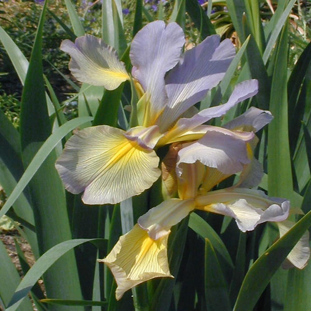 NERINE ‘UNCLE A’