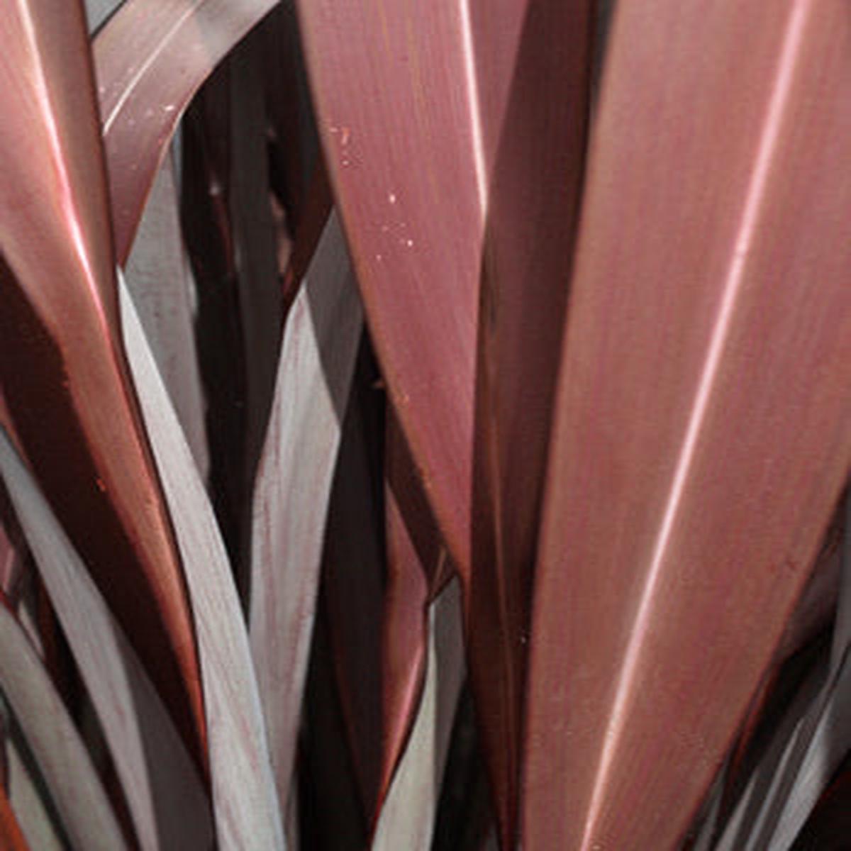 PHORMIUM ‘DARKSIDE’