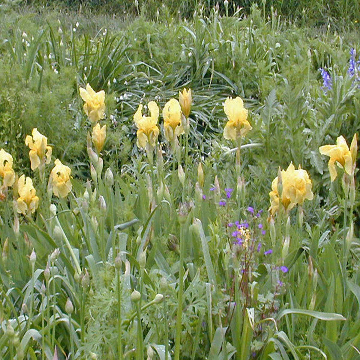 IRIS ‘MOONLIGHT’