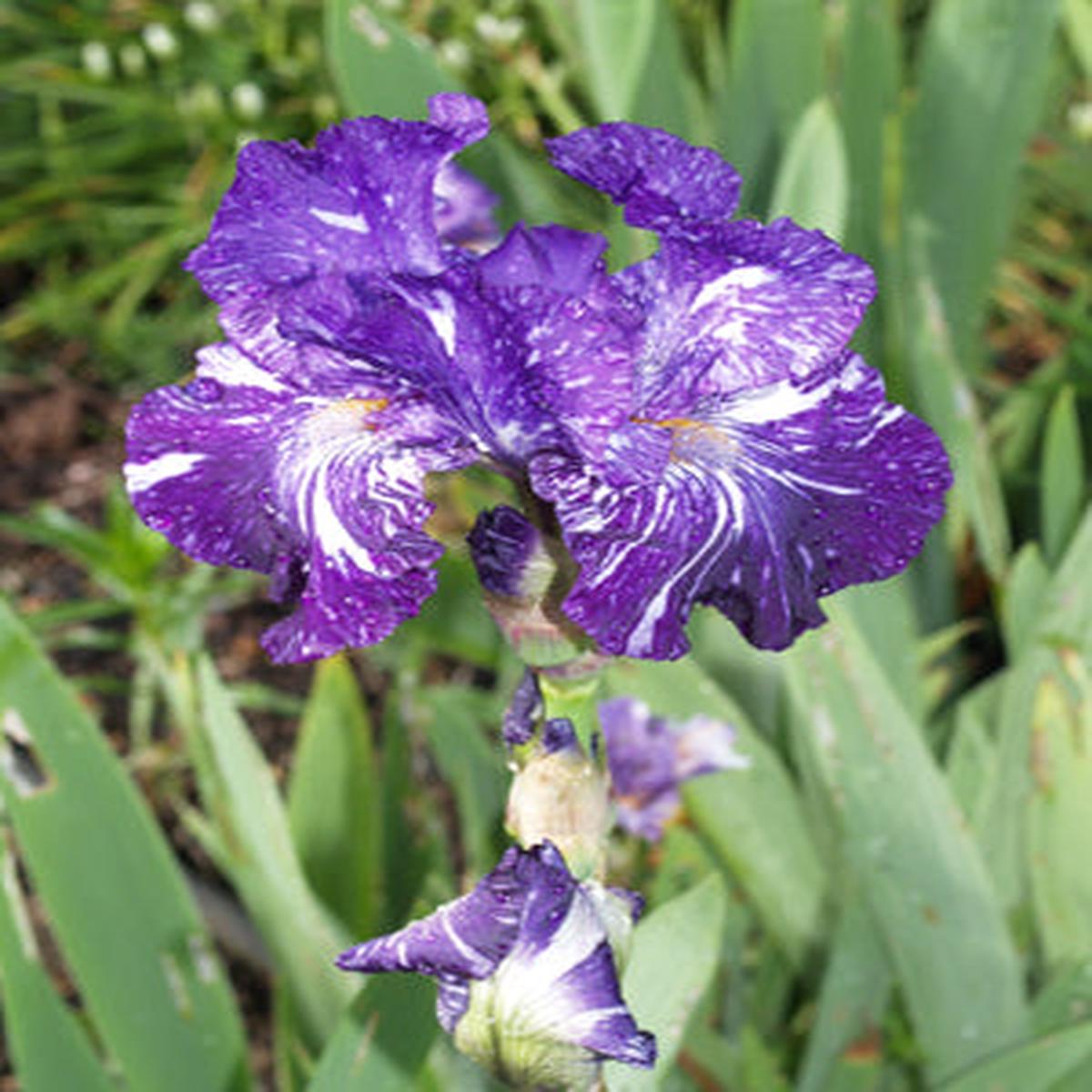 IRIS ‘BATIK’