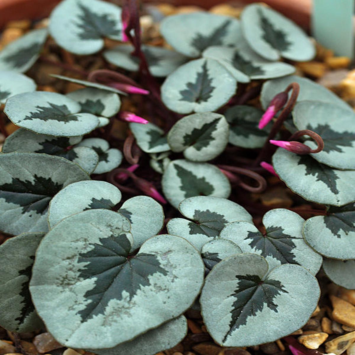 CYCLAMEN COUM patterned leaf