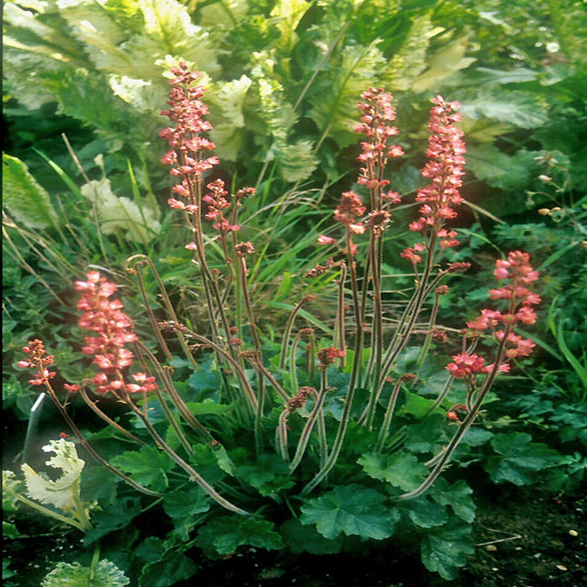 HEUCHERA ‘RASPBERRY REGAL’