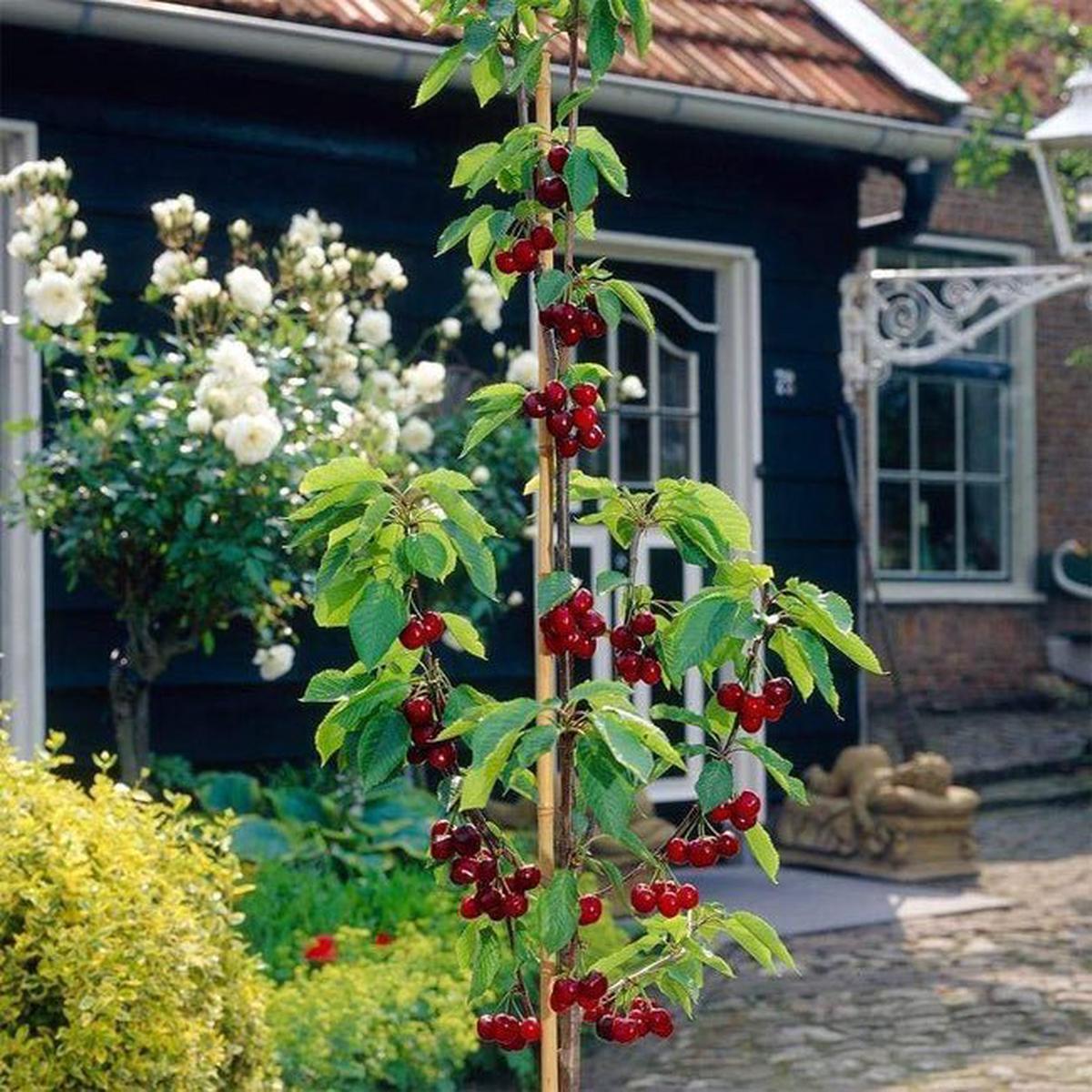 Cherry ‘Sunburst’ (BARE ROOT)