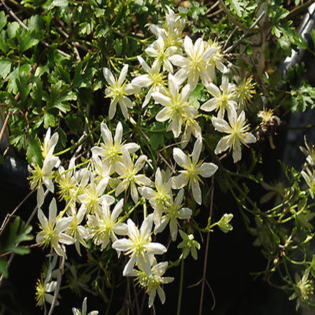 CLEMATIS ‘MOONBEAM’