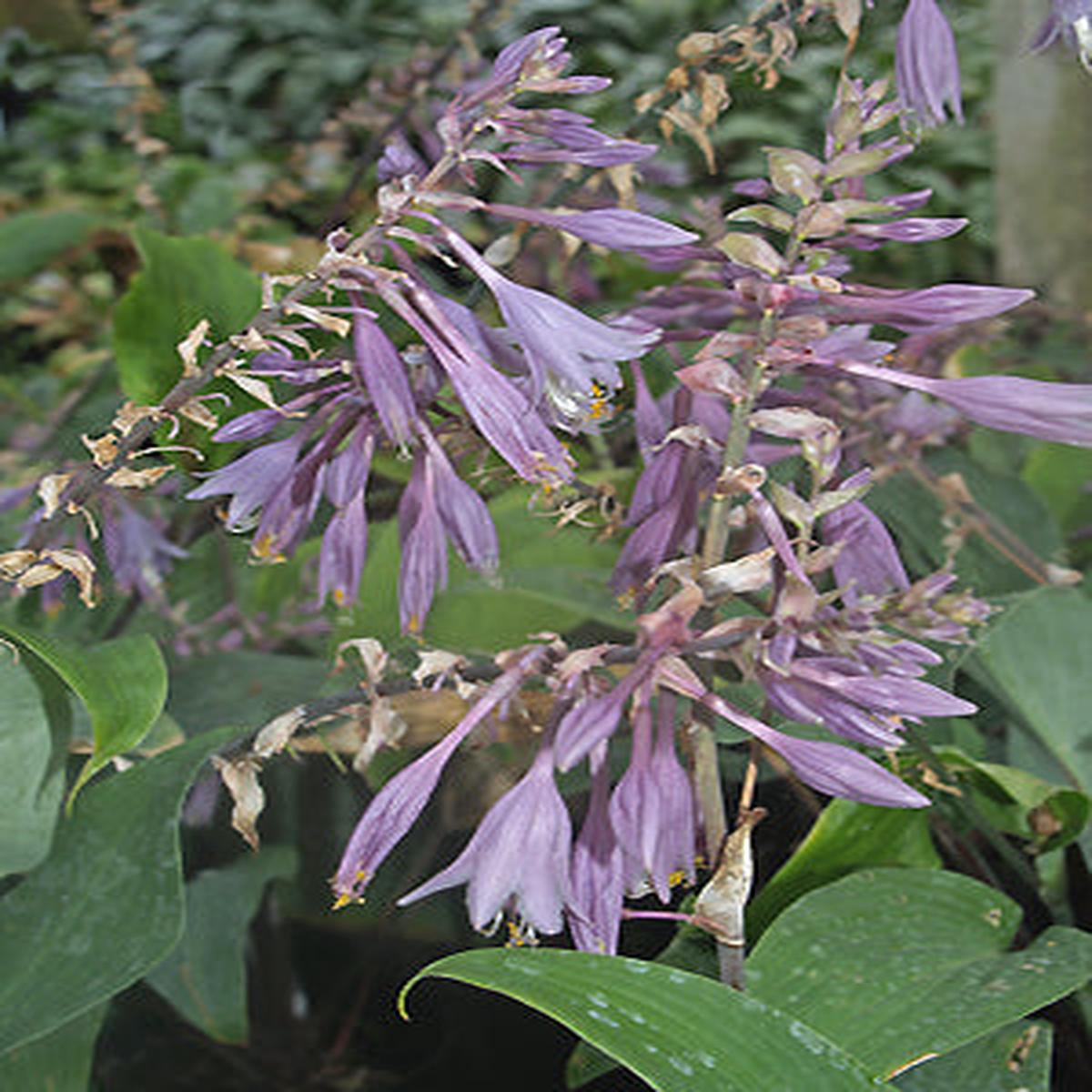 HOSTA ‘RED OCTOBER’