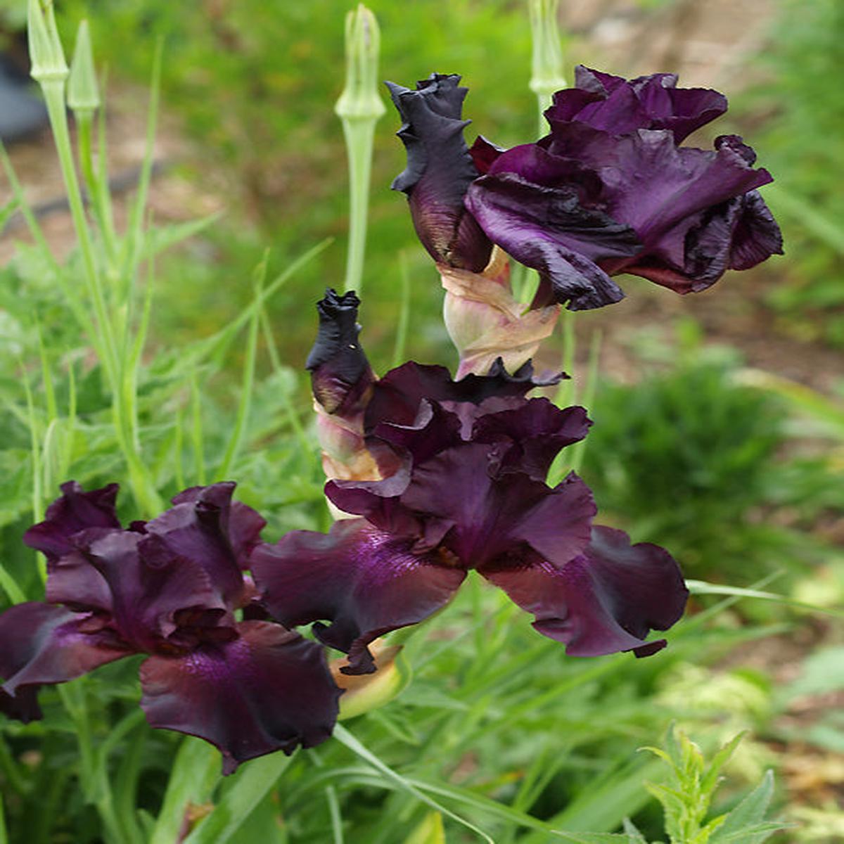 IRIS ‘SUPERSTITION’