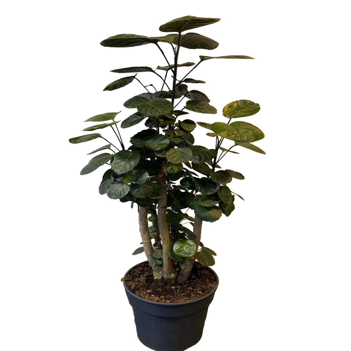 Polyscias Fabian