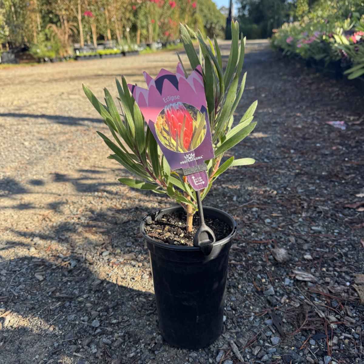 Protea pudens Eclipse