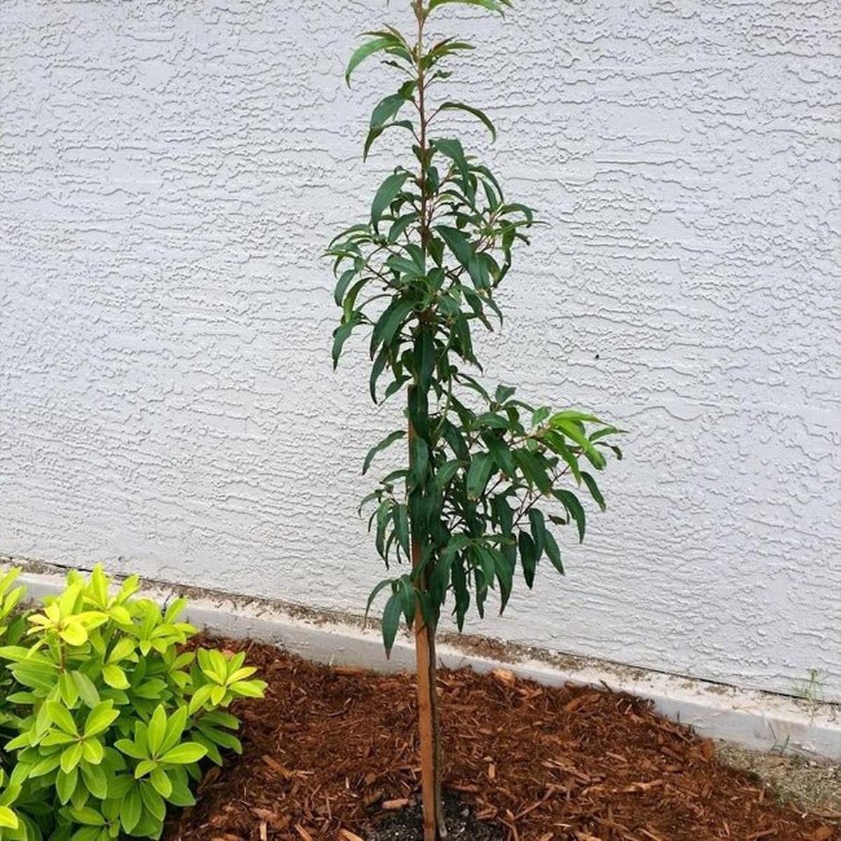 Capulin Cherry