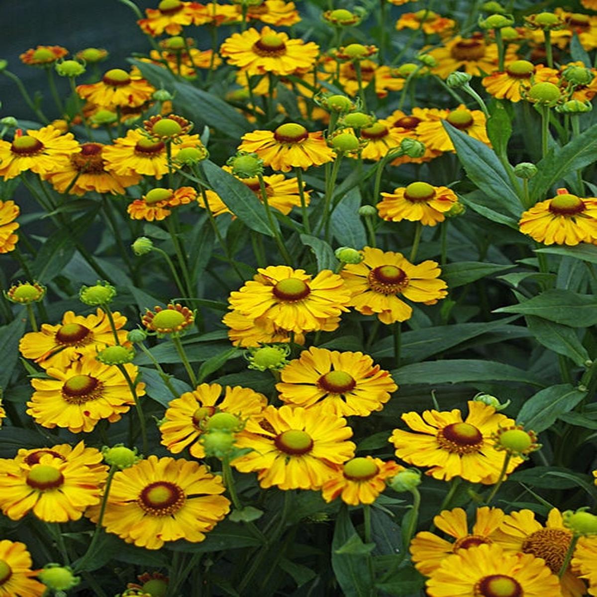 HELENIUM ‘ZIMBLESTERN’