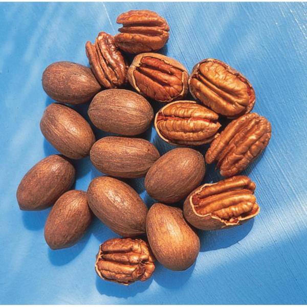Pecan Riverside